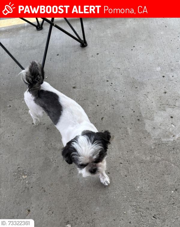 Lost Female Dog last seen Loranne and Kingsley, Pomona, CA 91767