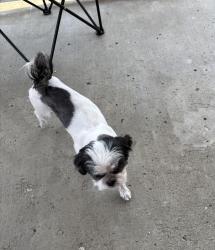 Lost Female Dog last seen Loranne and Kingsley, Pomona, CA 91767