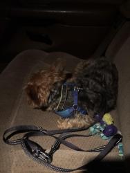 Reunited Male Dog last seen Market st n 13 th s, Harrisburg, PA 17103