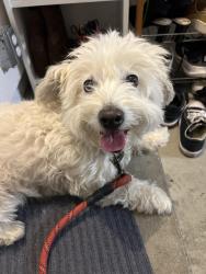 Reunited Unknown Dog last seen Murillo and Springbrook Ave, San Jose, CA 95148