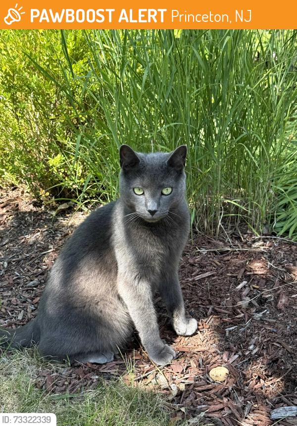 Found/Stray Female Cat last seen Wilton Street, Princeton, NJ, Princeton, NJ 08540