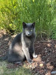 Found/Stray Female Cat last seen Wilton Street, Princeton, NJ, Princeton, NJ 08540