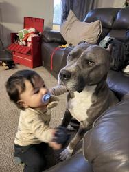 Reunited Male Dog last seen Meridian and brown, Mesa, AZ 85207