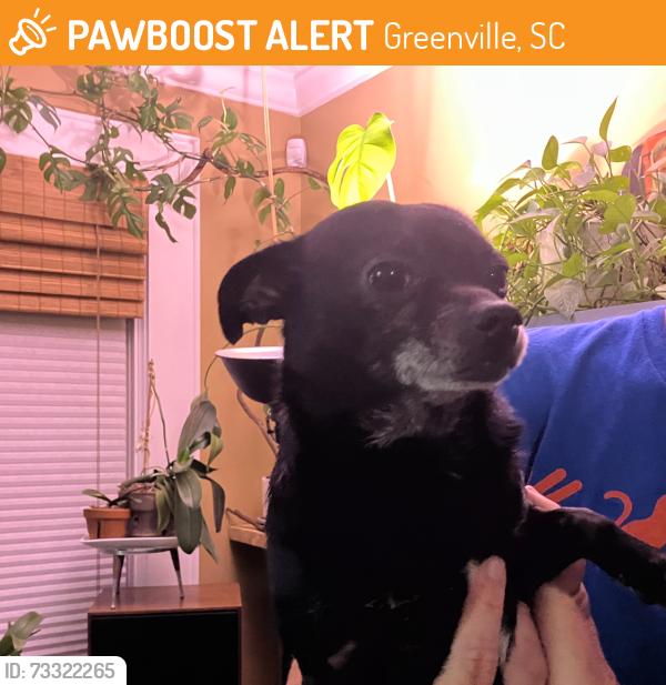 Found/Stray Male Dog last seen Ethelridge and Beacon, Greenville, SC 29609
