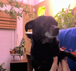 Found/Stray Male Dog last seen Ethelridge and Beacon, Greenville, SC 29609