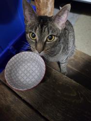 Found/Stray Unknown Cat last seen Near bubbling spring rd, Germantown, MD 20841