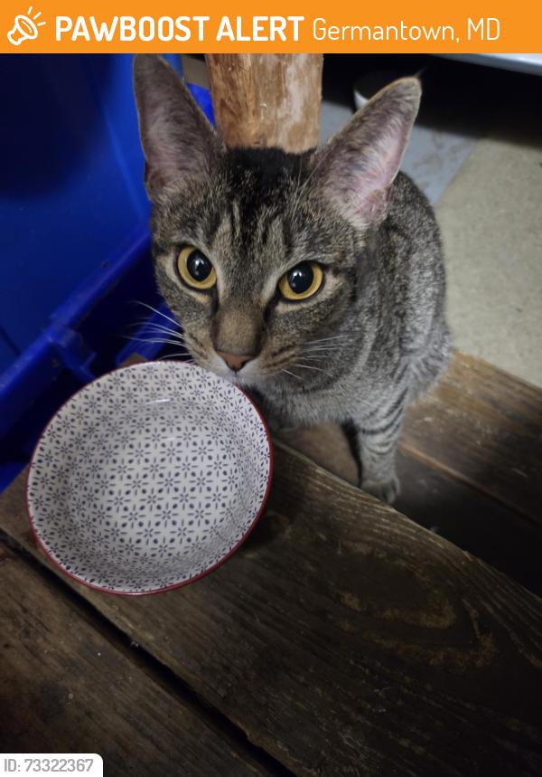 Found/Stray Unknown Cat last seen Near bubbling spring rd, Germantown, MD 20841