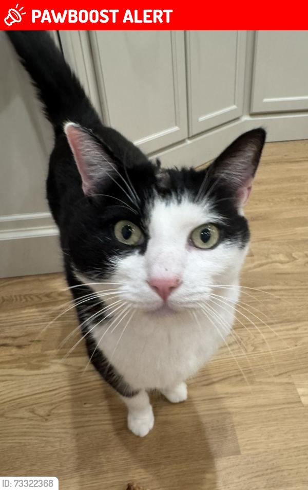 Lost Male Cat last seen Osburn Road near Wilson Pike, Williamson County, TN 37014