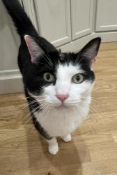 Lost Male Cat last seen Osburn Road near Wilson Pike, Williamson County, TN 37014