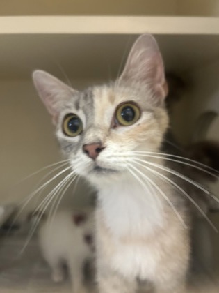 Shelter Stray Female Cat last seen Near Angie Dr, Tucker, GA 30084, 30084, GA, 3280 Chamblee Dunwoody Rd, Chamblee, GA 30341, USA