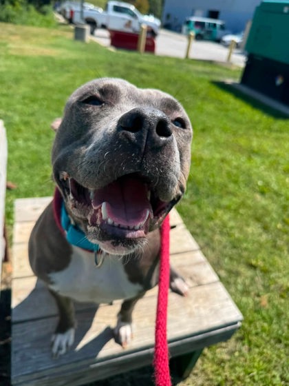 Shelter Stray Female Dog last seen Near W Cross st, 21230, MD, 2490 Giles Rd, Baltimore, MD 21225, USA