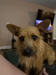 Reunited Male Dog last seen McPherson Church Rd/Murray Hill, Fayetteville, NC 28303