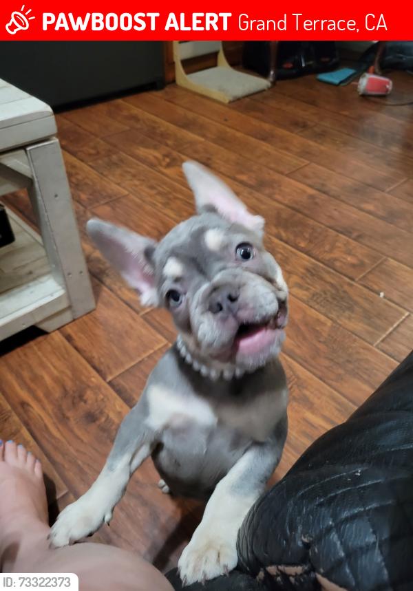 Lost Female Dog last seen Arliss/mt Vernon/barton, Grand Terrace, CA 92313