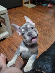 Lost Female Dog last seen Arliss/mt Vernon/barton, Grand Terrace, CA 92313