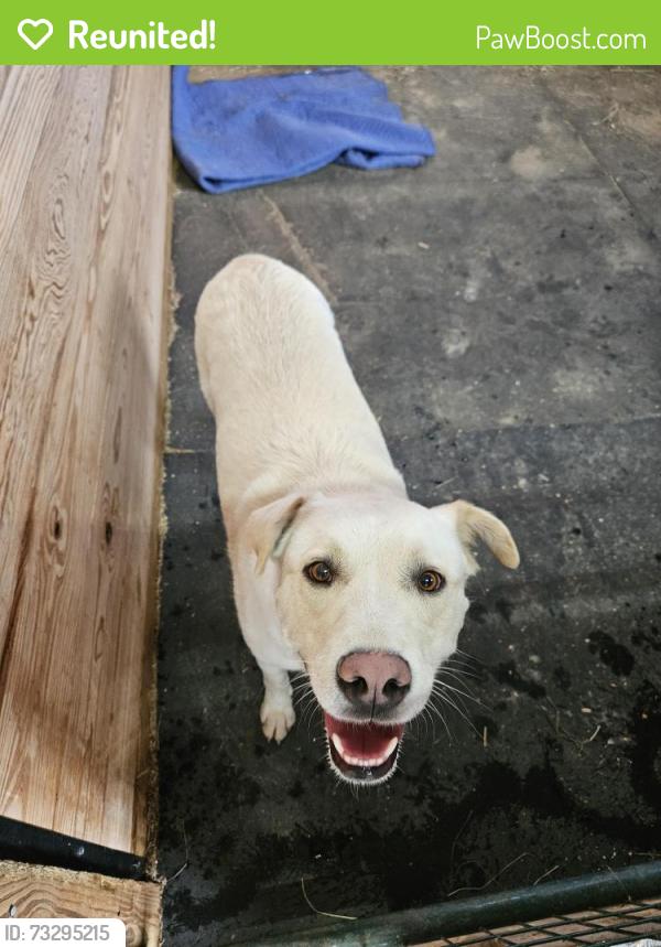Reunited Male Dog last seen Private rd 104, Elbert County, CO 80116
