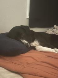 Reunited Male Dog last seen Cannon Cir, Sanford, NC 27330, USA, Sanford, NC 27330