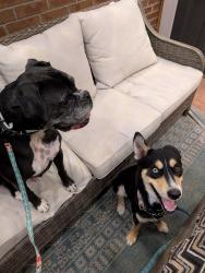 Reunited Male Dog last seen Mariposa St. & 172st, Broomfield, CO 80023