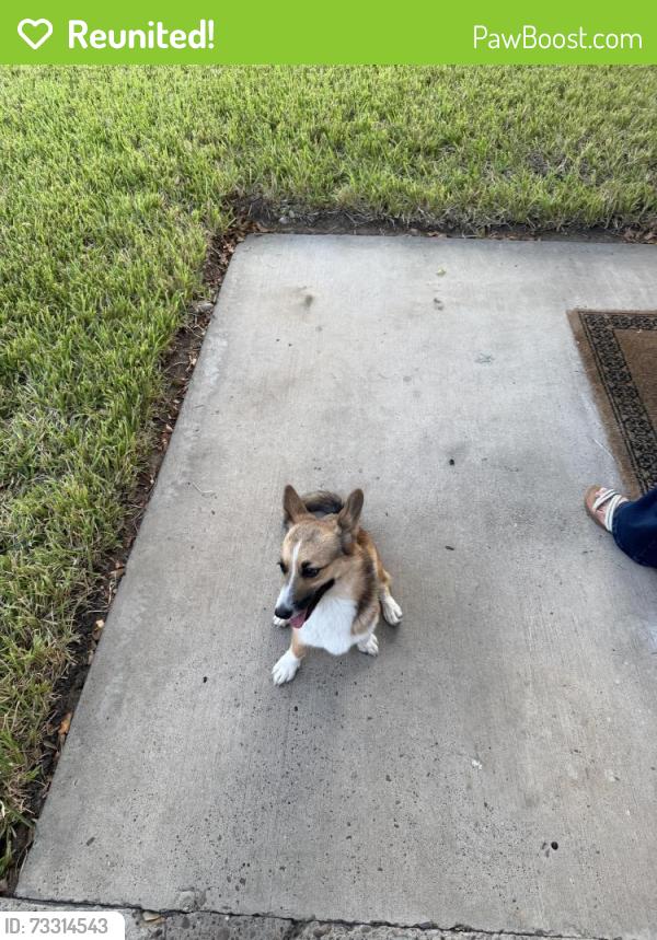 Reunited Female Dog last seen International Blvd, Laredo, TX 78045