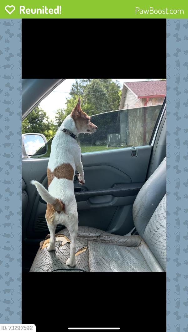 Reunited Female Dog last seen Laurel Bluff Rd, Roane County, TN 37763