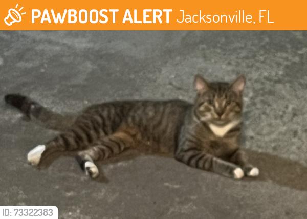 Found/Stray Unknown Cat last seen Across from Drew Park, Jacksonville, FL 32216