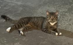 Found/Stray Unknown Cat last seen Across from Drew Park, Jacksonville, FL 32216