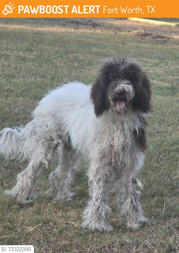 Found/Stray Unknown Dog last seen Martin St, Fort Worth, TX 76119