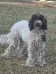 Found/Stray Unknown Dog last seen Martin St, Fort Worth, TX 76119