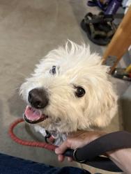 Reunited Unknown Dog last seen Murillo Ave and Springbrook Ave, San Jose, CA 95148