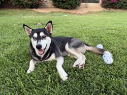 Found/Stray Female Dog last seen Myra Linn Park, Riverside, CA 92505