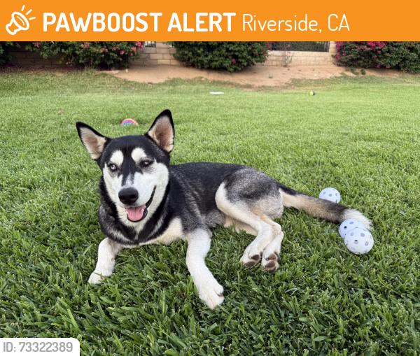Found/Stray Female Dog last seen Myra Linn Park, Riverside, CA 92505