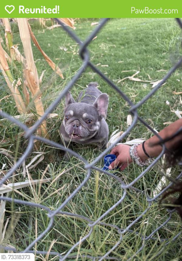 Reunited Unknown Dog last seen By vineyard apmts, Modesto, CA 95351