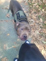 Reunited Male Dog last seen Westwood, Little Rock, AR 72204