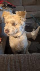 Reunited Male Dog last seen S Fort Apache Rd & W Twain Ave, Spring Valley, NV 89147, USA, Spring Valley, NV 89147