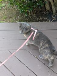 Reunited Female Cat last seen Ross moore & silabert avenue, Charlotte, NC 28205