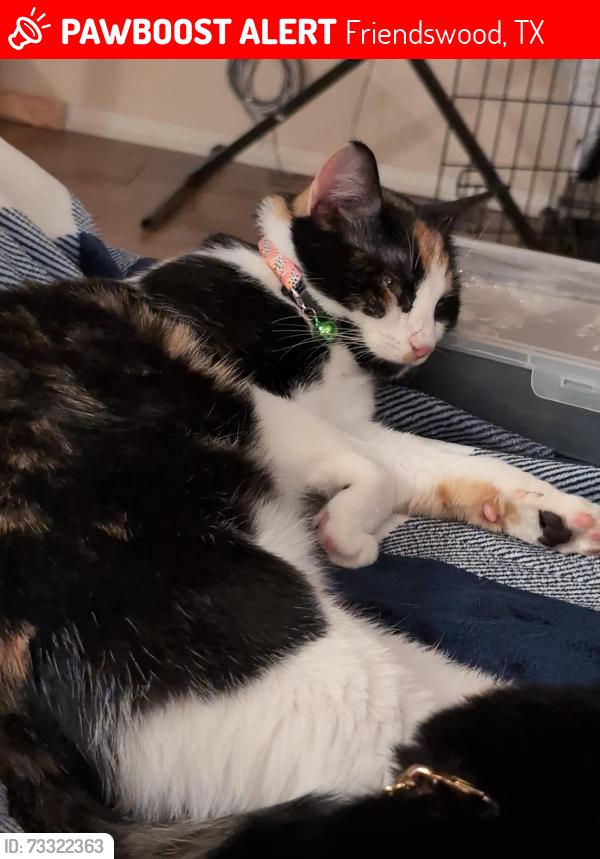 Lost Female Cat last seen Heritage Park on El Dorado, Friendswood, TX 77546