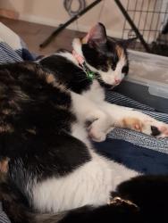 Lost Female Cat last seen Heritage Park on El Dorado, Friendswood, TX 77546