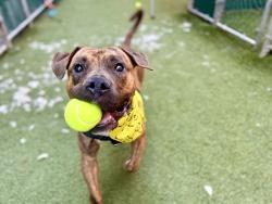 Shelter Stray Male Dog last seen Near 2nd Avenue, NEW YORK, NY, 10029, 326 E 110th St, New York, NY 10029, USA