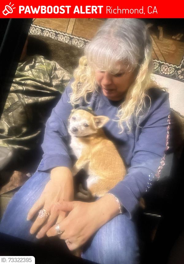 Lost Female Dog last seen Annapolis, Richmond, CA 94806