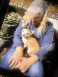 Lost Female Dog last seen Annapolis, Richmond, CA 94806