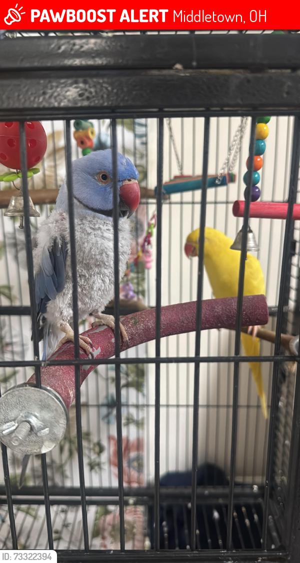 Lost Male Bird last seen Douglas Park, Middletown, OH 45044