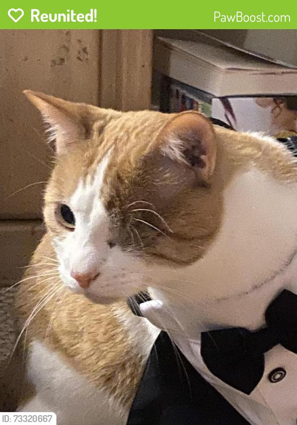 Reunited Male Cat last seen Longview Heights Neighborhood, Longview, TX 75601
