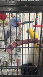 Lost Male Bird last seen Douglas Park, Middletown, OH 45044