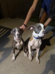 Found/Stray Unknown Dog last seen fulton st fayetteville nc, Cape Fear, NC 28312