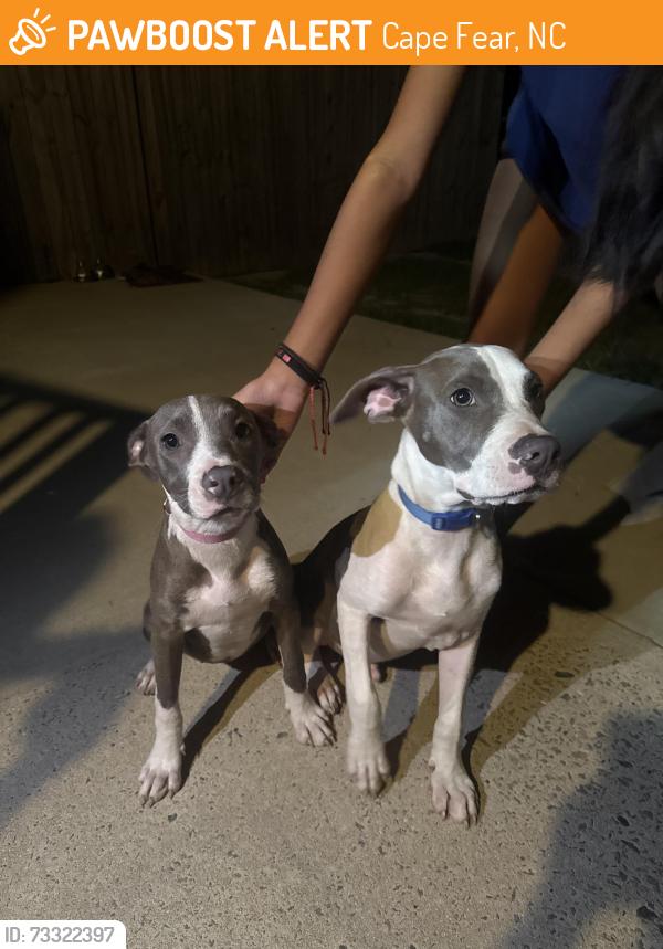 Found/Stray Unknown Dog last seen fulton st fayetteville nc, Cape Fear, NC 28312