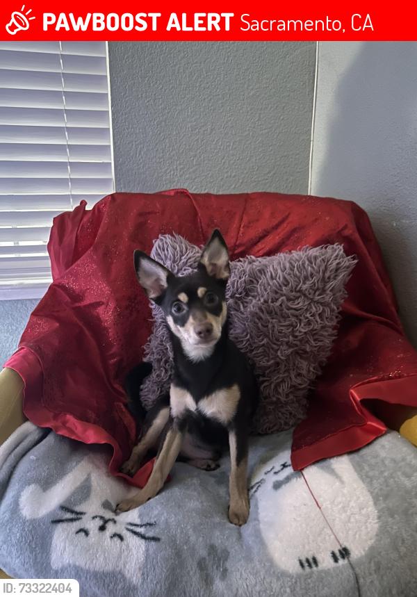 Lost Male Dog last seen 65th street, Sacramento, CA 95824