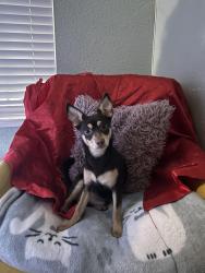 Lost Male Dog last seen 65th street, Sacramento, CA 95824