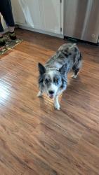 Found/Stray Female Dog last seen Haralson CT and bluegrass, Fort Collins, CO 80526
