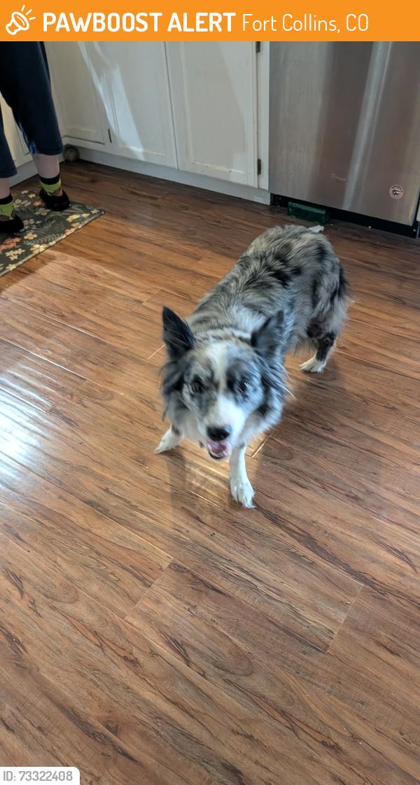 Found/Stray Female Dog last seen Haralson CT and bluegrass, Fort Collins, CO 80526