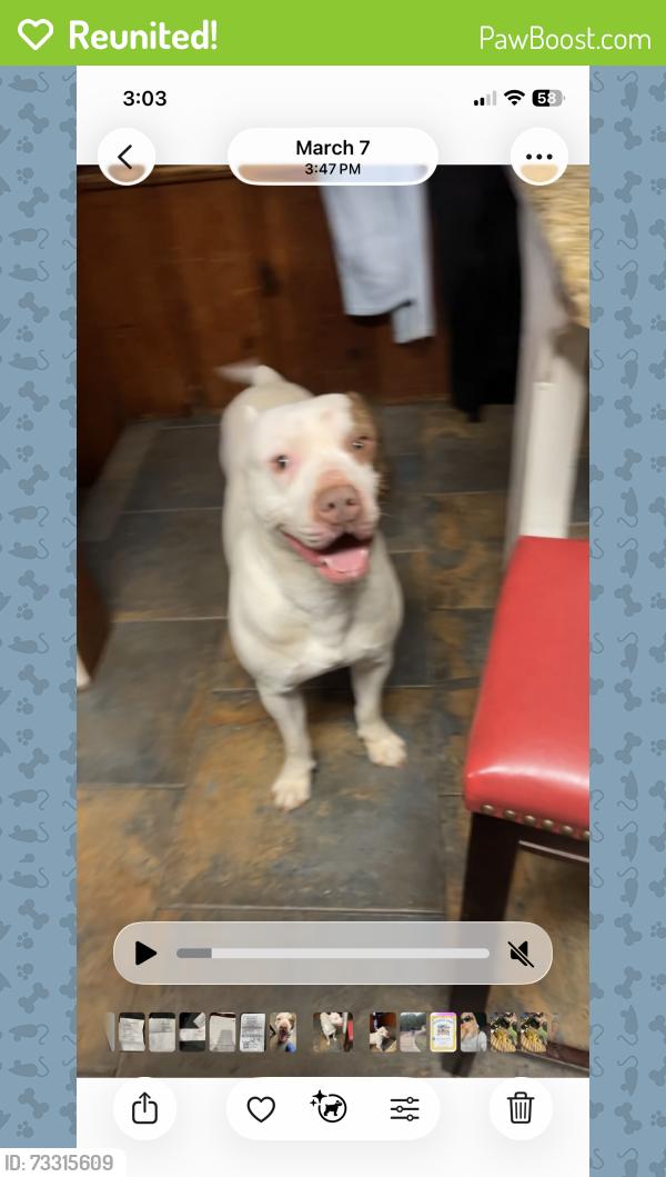 Reunited Male Cat last seen Near SW 35th St, Oklahoma City, OK 73119, USA, Oklahoma City, OK 73119
