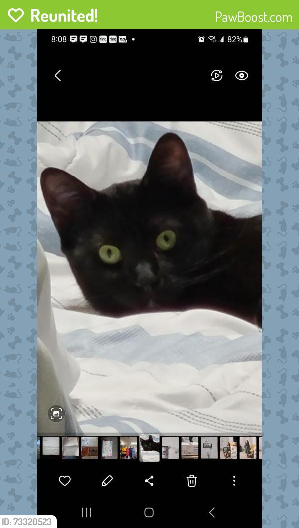 Reunited Male Cat last seen Mosaic Drive between Basswood Dr and Grand Blvd, Holiday, FL 34690